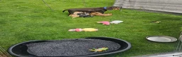 Cockapoo dogs for sale: Cockerpoos  in Chelmsford - Advert 2