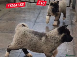 Akita dogs AMERICAN AKITA BLACK MASK BEARS - Advert 5