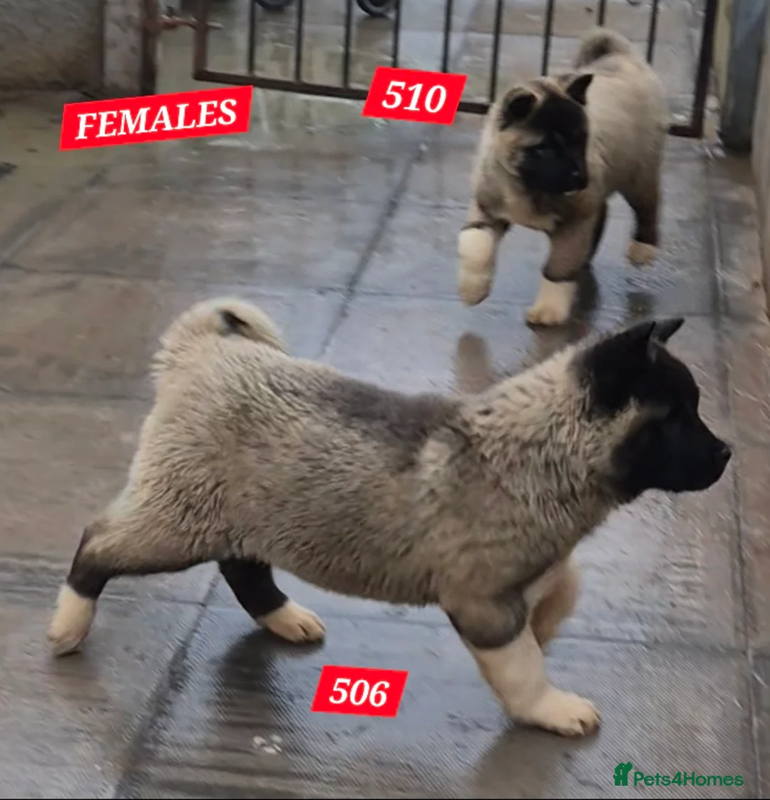 Akita dogs for sale: AMERICAN AKITA FEMALES BLACK MASK BEARS - Advert 5