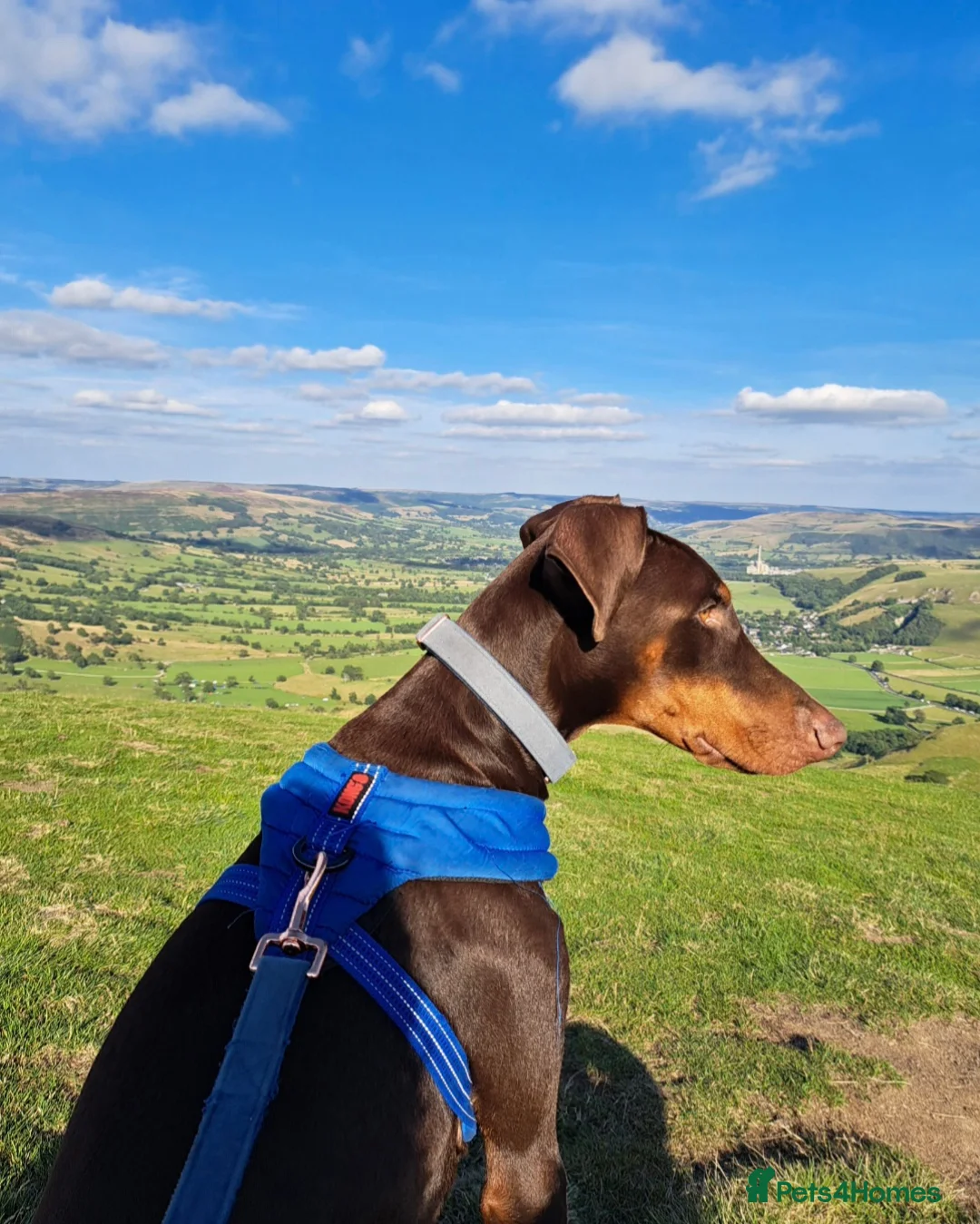 Dobermann dogs for sale: Loving Dog needs a new home in Birmingham - Advert 4