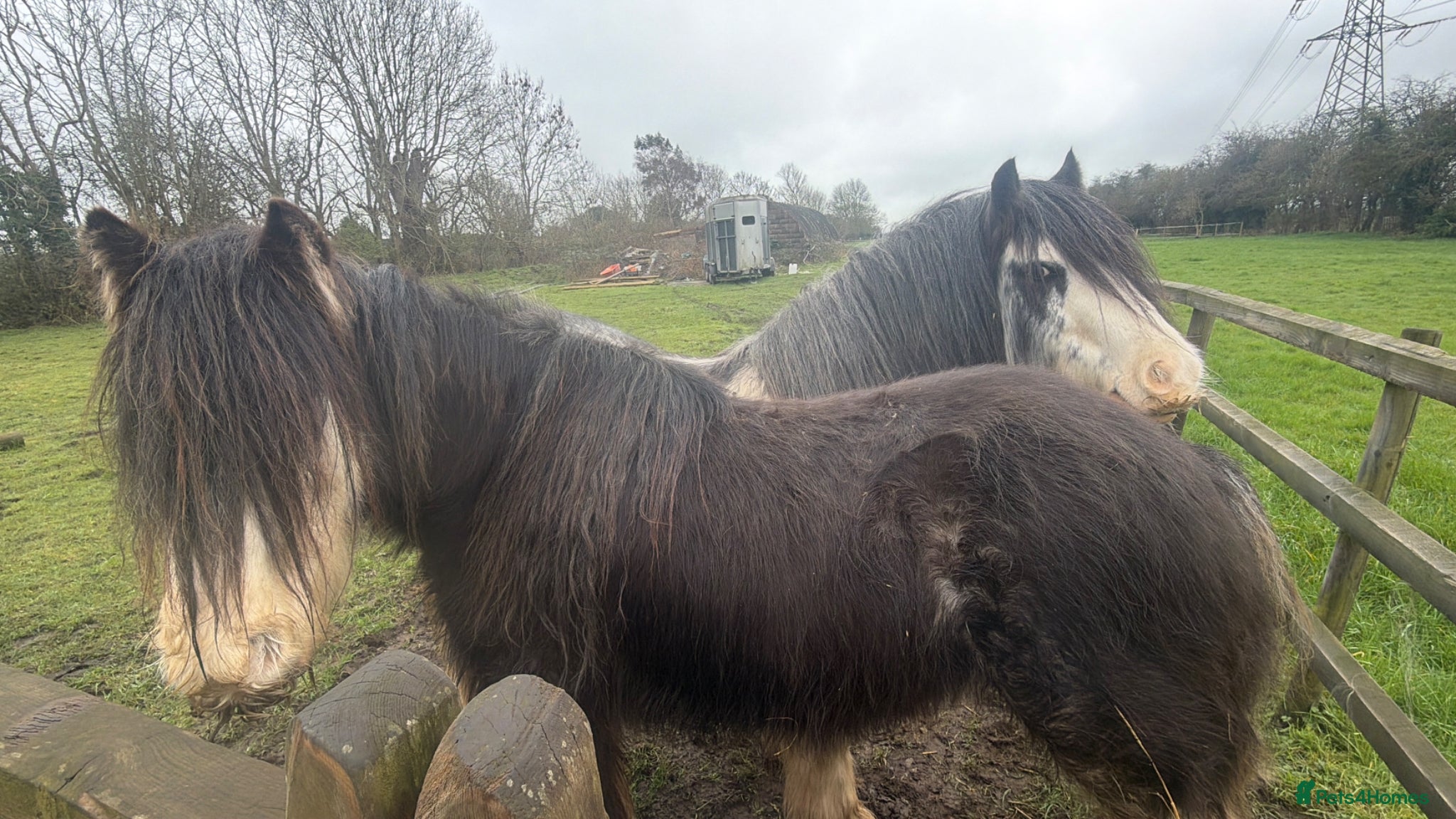 Irish Cob horses for sale: Annie  - Advert 4