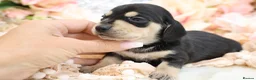 Miniature Dachshund dogs for sale: KC Miniature Dachshund Puppies - Advert 28