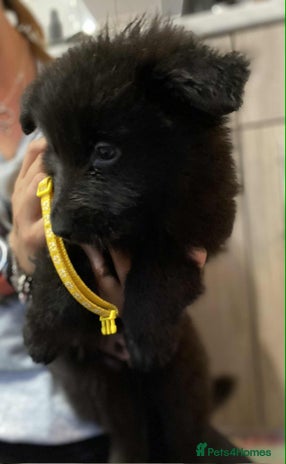 German Shepherd dogs - Advert 7