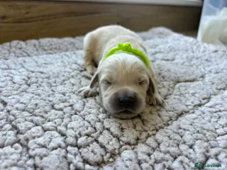 Golden Retriever dogs Gorgeous golden retriever pups - Advert 4