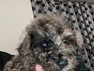 Toy Poodle dogs Beautiful Toy Poodle Pups Ready to Reserve Now - Advert 17