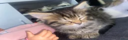 Mixed Breed cats for sale: 2 beautiful cats ready to go - Advert 4
