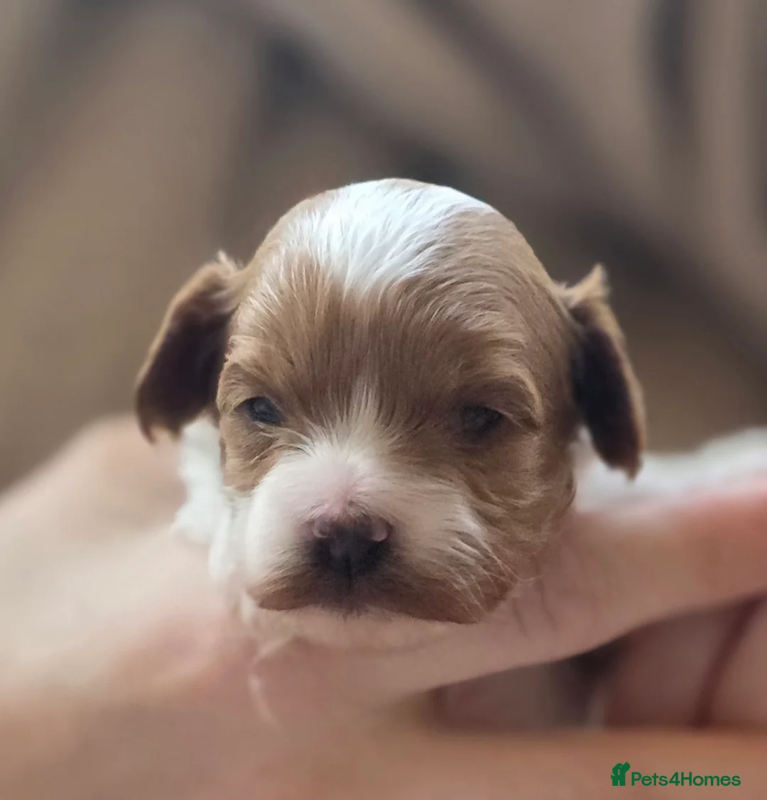 Cavapoo dogs for sale: Small F2 Cavapoo Puppies – Family Raised - Advert 13