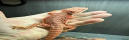 Bearded Dragon reptiles for sale: Bearded Dragons juvenile  - Advert 6