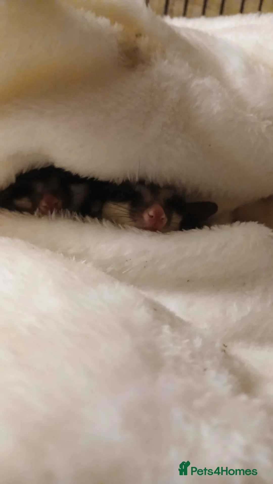 Sugar Glider rodents for sale: 2 Bonded Sugar Gliders Female - Advert 1