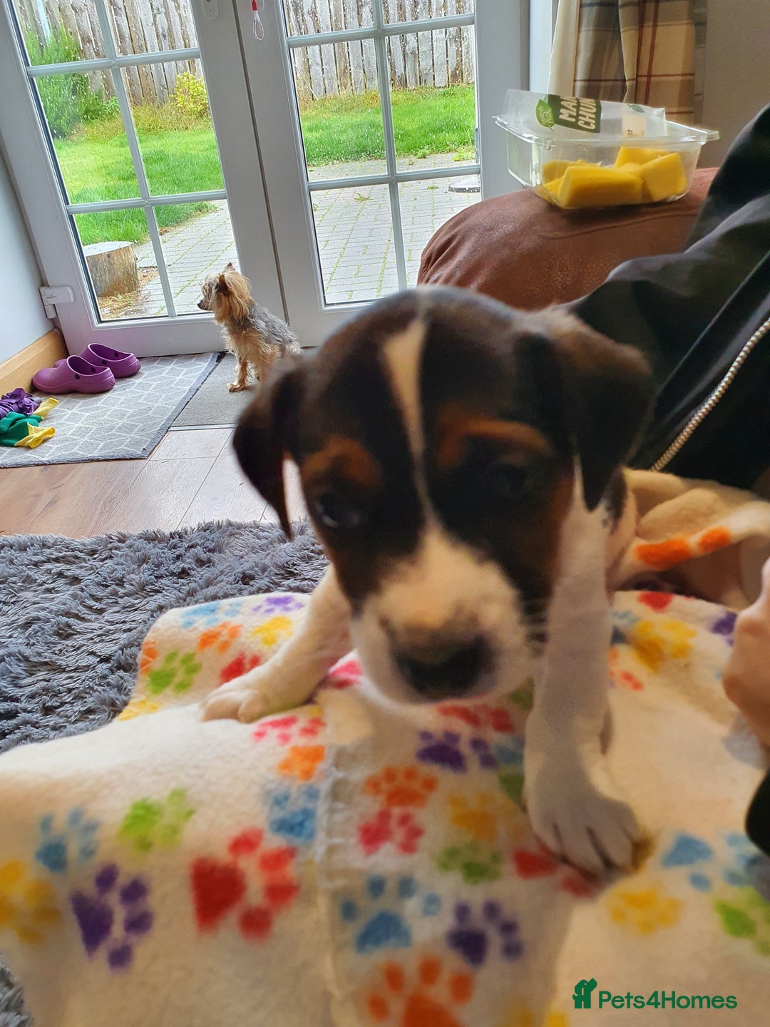 Jack Russell dogs for sale: Stunning Jack Russell Puppies  - Image 15