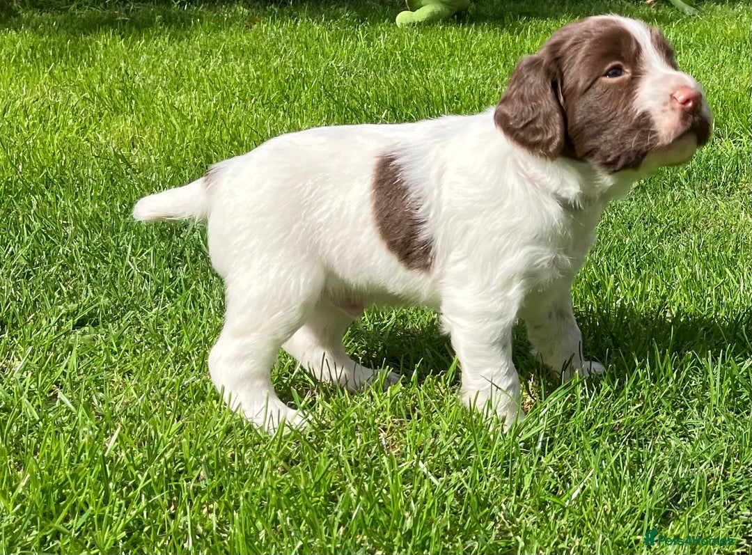 English Springer Spaniel dogs for sale: English Springer Spaniel puppies (2 lovely boys) - Image 14