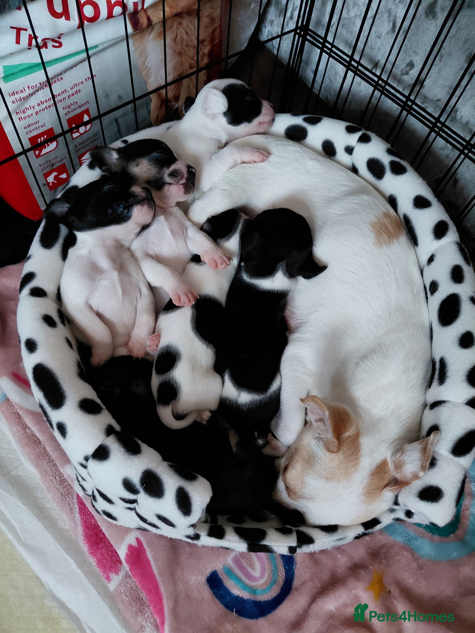 Mixed Breed dogs Chiuhua x jack x french bulldog puppies for sale  - Advert 1