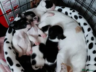 Mixed Breed dogs Chiuhua x jack x french bulldog puppies for sale - Advert 1