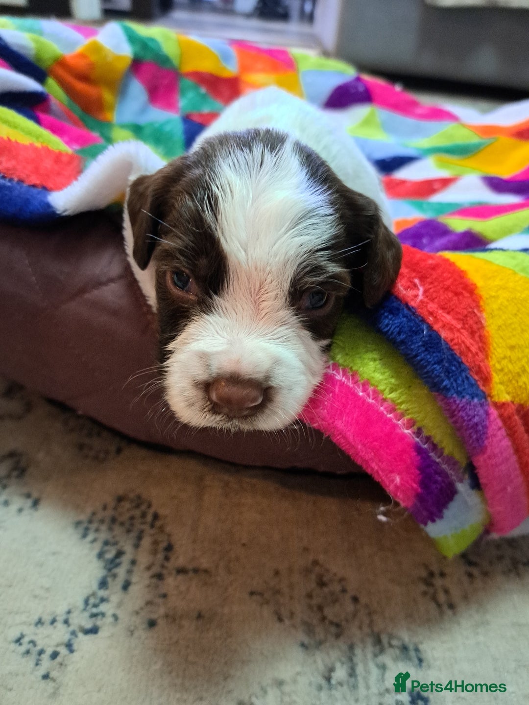 English Springer Spaniel dogs for sale: English springer spaniel pups - Image 16