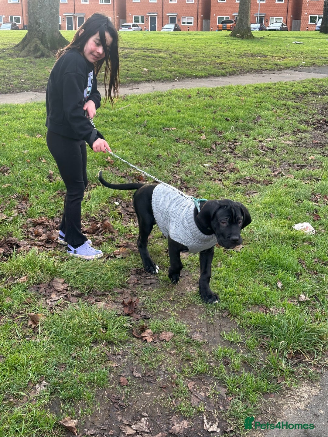 Mixed Breed dogs for sale: Cane corso/great Dane🐾 13weeks old - Advert 14