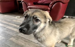 Mixed Breed dogs for sale: READY NOW! Caucasian Shepherd x Siberian Husky - Image 11