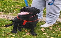 Mixed Breed dogs for adoption: 💖🐶 NICOL 🐶💖 - Image 17
