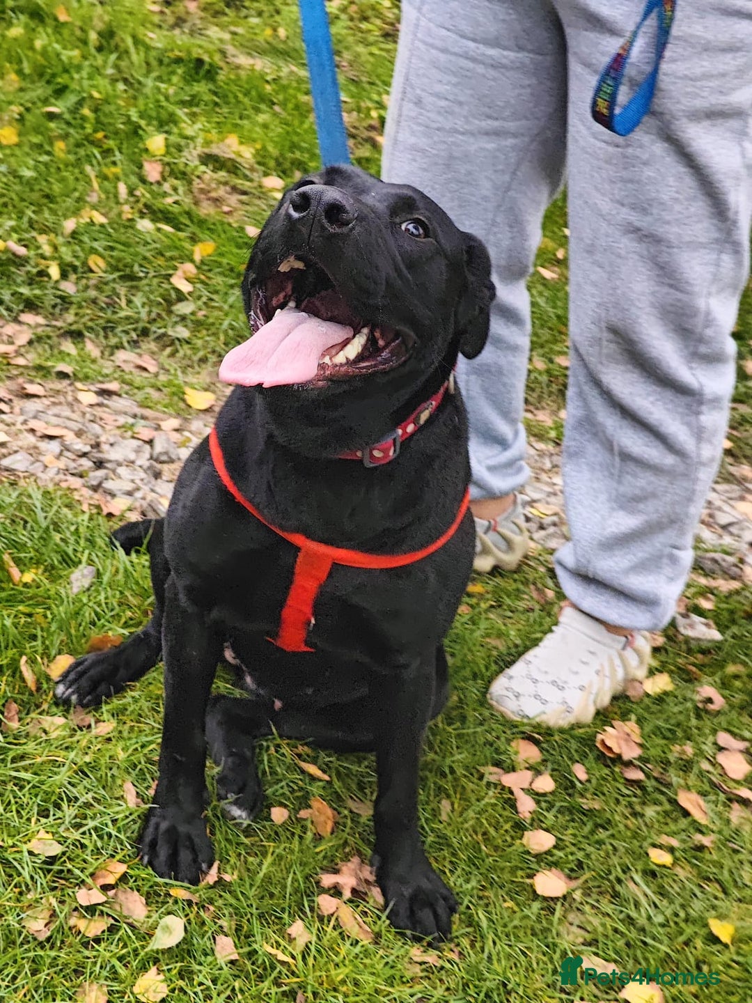 Mixed Breed dogs for adoption: 💖🐶 NICOL 🐶💖 - Image 17