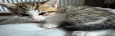 American Bobtail 2