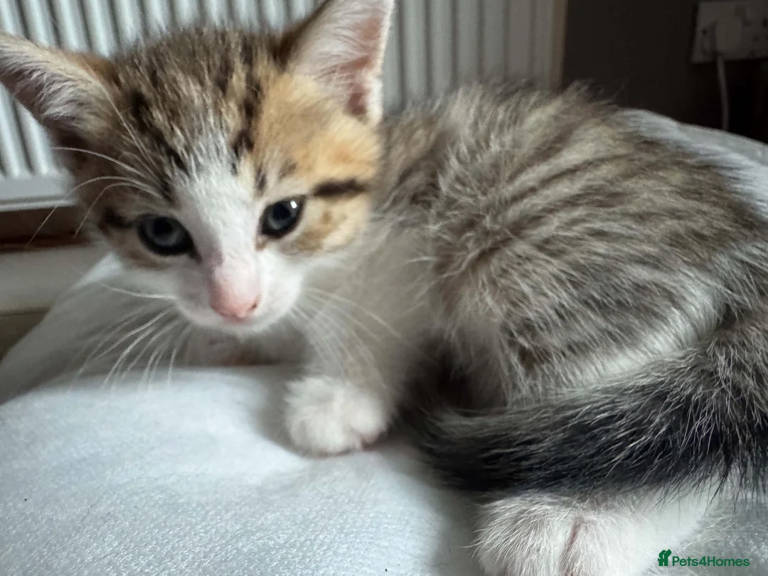 American Bobtail cats for sale: 2 beautiful kittens  - Advert 11
