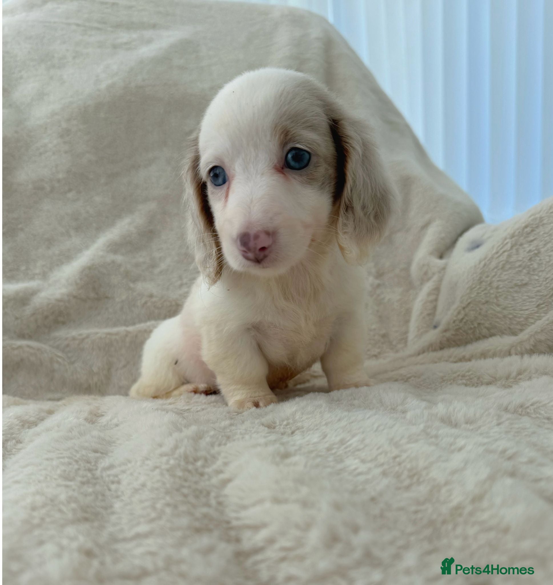 Miniature Dachshund dogs Kc miniature long haired dachshunds ready now  - Advert 1