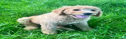 Labradoodle dogs for sale: Stunning F1 labradoodle  - Advert 8