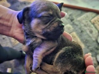 Mixed Breed dogs Beautiful F1 Daug puppies for sale - Advert 6