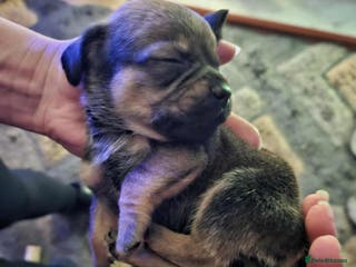 Mixed Breed dogs Beautiful F1 Daug puppies for sale - Advert 6