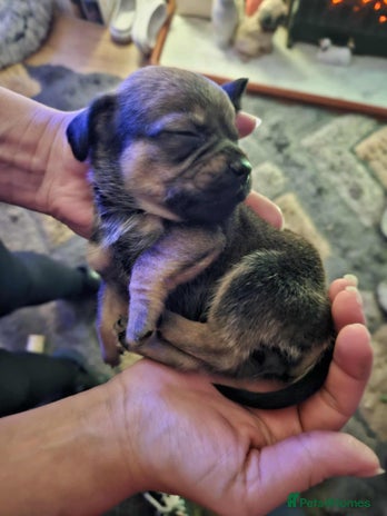 Mixed Breed dogs Beautiful F1 Daug puppies for sale - Advert 1