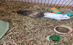 Guinea Pig rodents for sale: 2 Guinea pig brothers  - Image 2