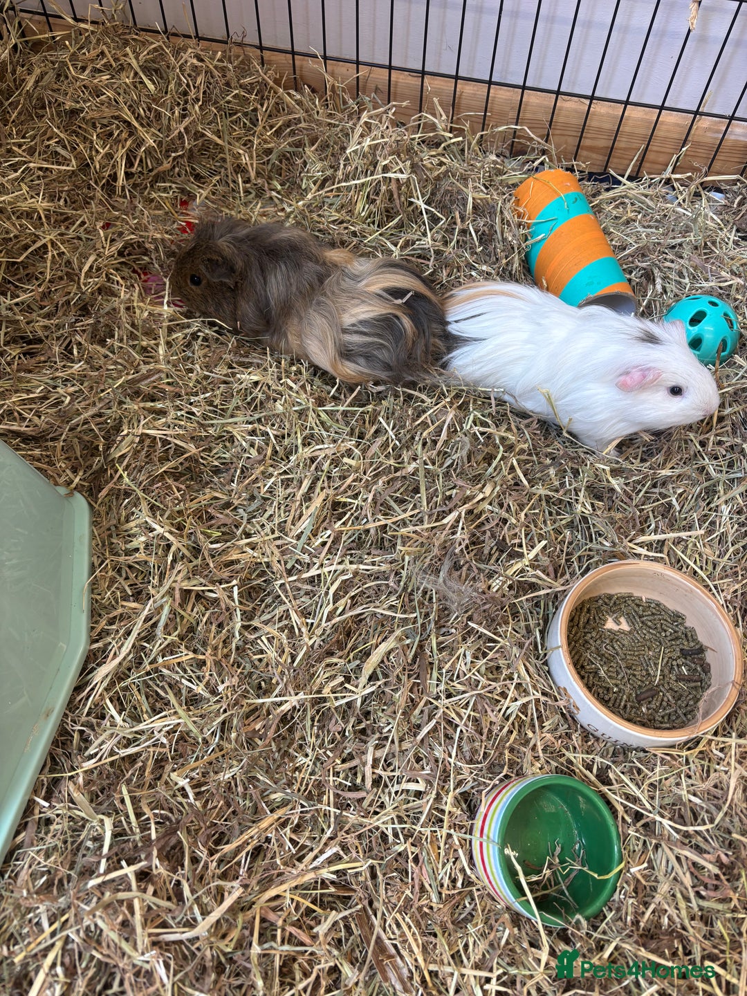 Guinea Pig rodents for sale: 2 Guinea pig brothers  - Image 2