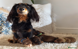 Miniature Dachshund dogs for sale: Longhaired Minature Dauchounds - Image 3