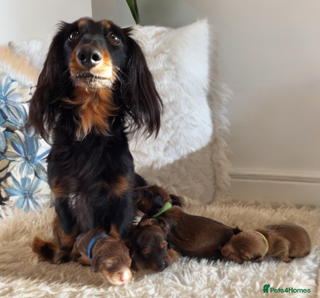 Miniature Dachshund dogs for sale: Longhaired Minature Dauchounds - Image 3