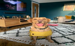 Labrador Retriever dogs for sale: My Boy Lenny - Labrador  - Image 33