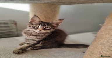 Maine Coon cats TICA REG.  Amazing kittens  - Advert 14