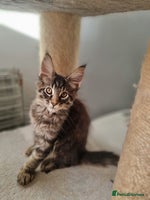 Maine Coon cats TICA REG. Amazing kittens - Advert 3