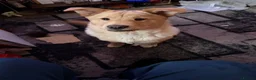 Mixed Breed dogs for sale: Chow chow cross Labrador - Advert 2