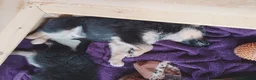 Shepsky dogs for sale: German Shepherd pups - Advert 8