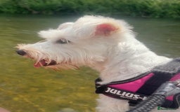 Miniature Schnauzer dogs for sale: Beautiful litter of Miniature Shnauzers  - Image 27