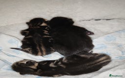 Mixed Breed cats for sale: Ch417dp  - Image 25