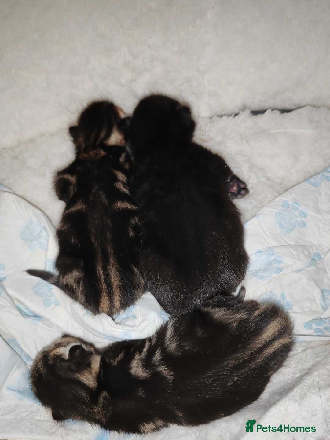 Mixed Breed cats for sale: Ch417dp  - Image 25