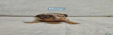 Miniature Dachshund 1