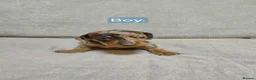 Miniature Dachshund dogs for sale: 6 beautiful mini dachshund pups STUNNING DAPPLES in Durham - Advert 5