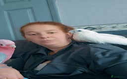 Parrots birds for sale: Beautiful parrot for sale  - Advert 2