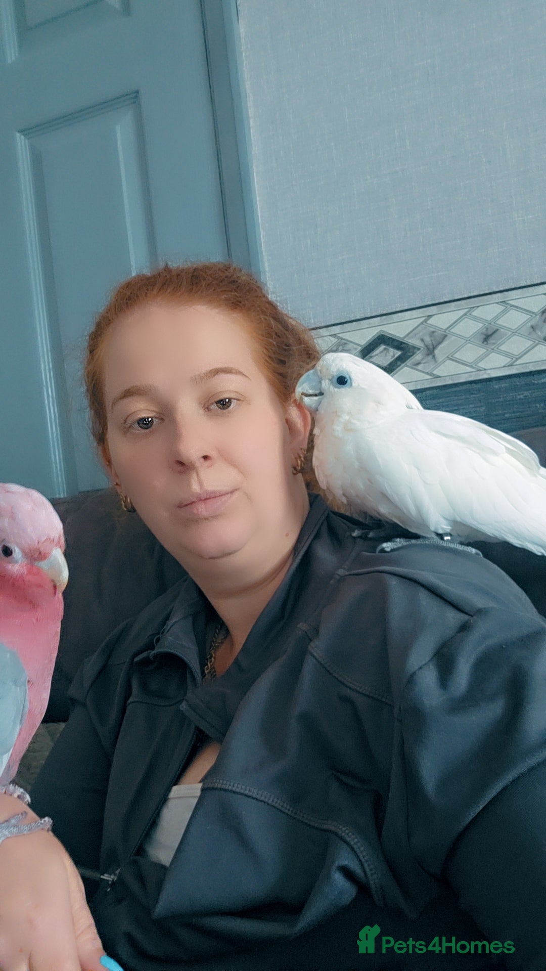 Parrots birds for sale: Beautiful parrot for sale  - Advert 2