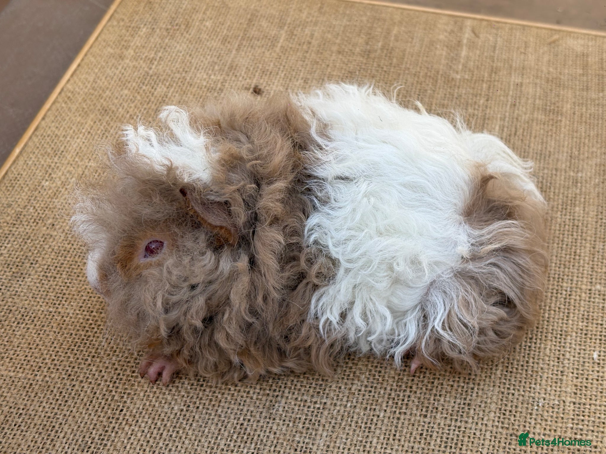 Guinea Pig rodents Lunkarya guinea pigs - Advert 3