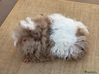 Guinea Pig rodents Lunkarya guinea pigs - Advert 3