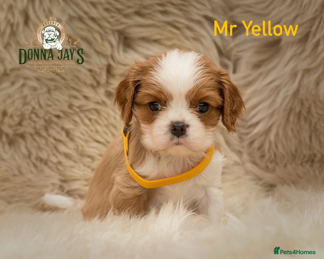 Cavalier King Charles Spaniel dogs for sale: ✨ DONNAJAYS CAVALIER KING CHARLES SPANIEL ✨ - Advert 19