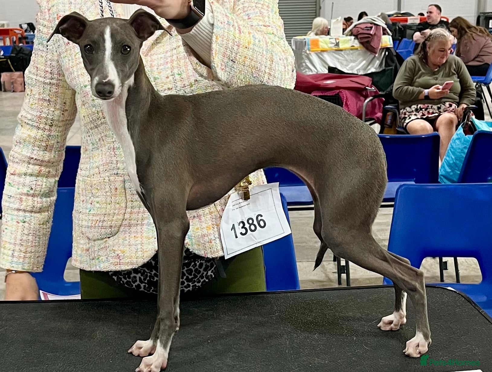 Italian Greyhound dogs 10 month old Italian Greyhound girl - Advert 1