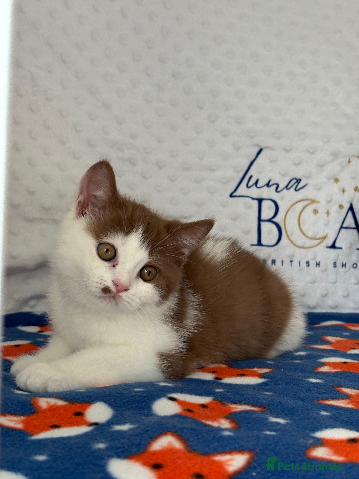 British Shorthair cats GCCF BSH kittens- championship lines - Advert 1